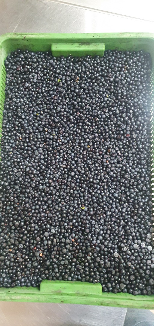 I will sell fresh forest blueberries, pure wholesale quantities, final price to be agreed by phone