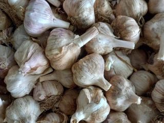Hello, I'm selling Spanish garlic, white, red, the size