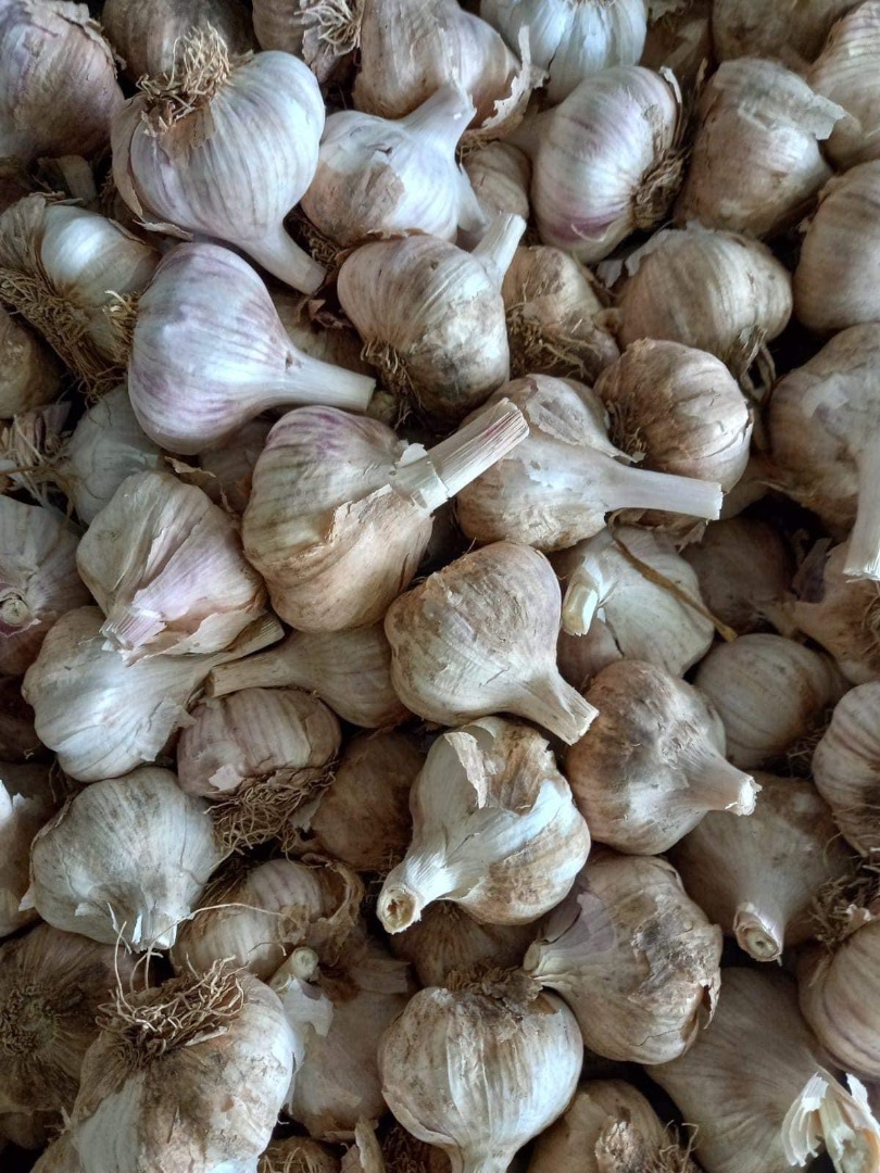 Hello, I'm selling Spanish garlic, white, red, the size you want, the size you want, the shipping is included in the price, we have garlic this year too, good