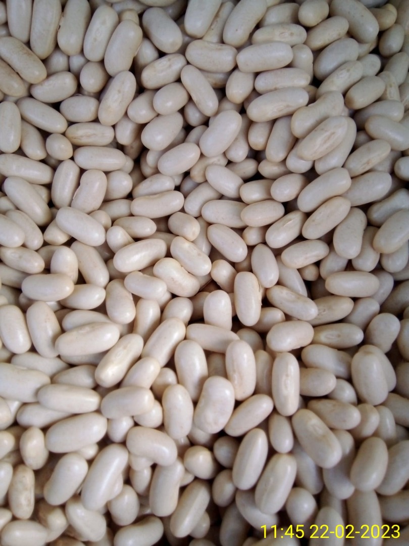 Soc com we sell all types of beans from stock, lowest prices in the market, price per kg, permanent stock, minimum single order order 24 tons