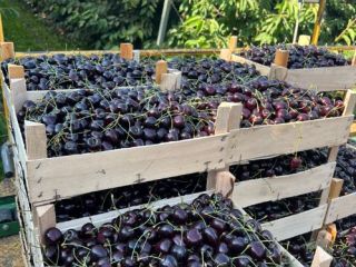 cherry variety: Kordia. Regina origin Moldova caliber 28-30-32 during
