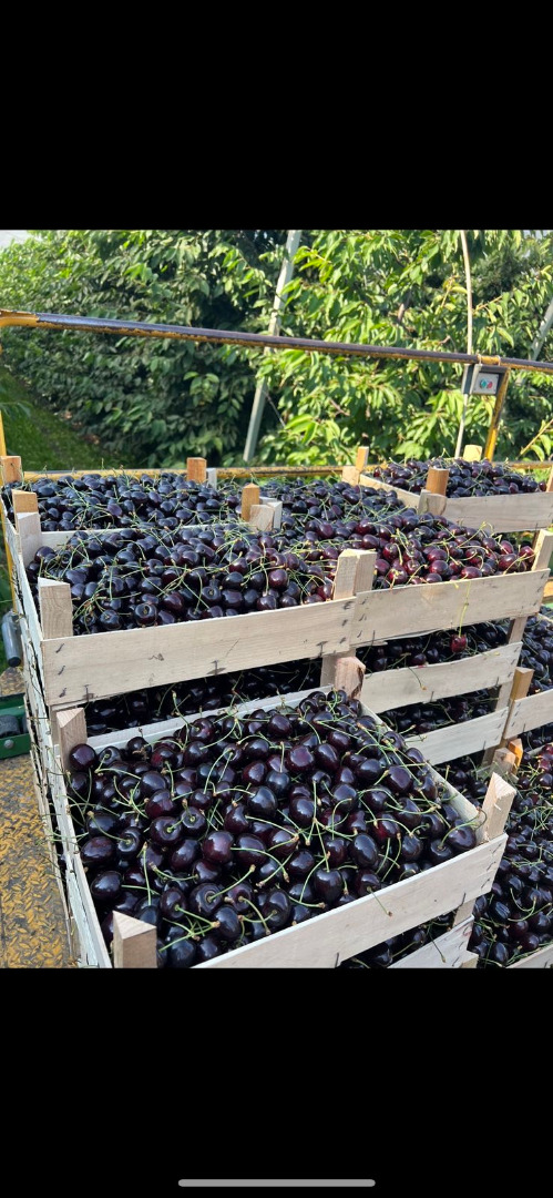 cherry variety: Kordia