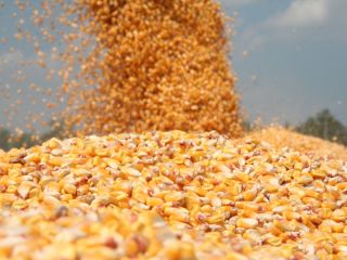 I am selling 30 tons of quality dry corn.