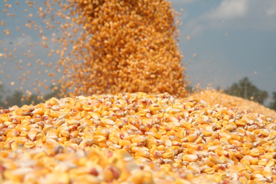 I am selling 30 tons of quality dry corn