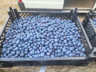 I will sell American blueberries