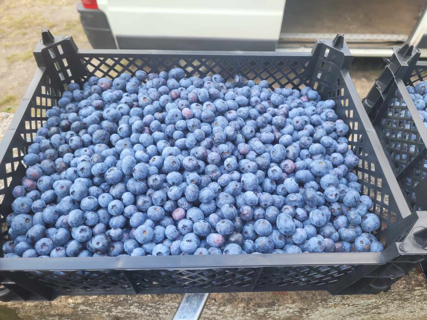 I will sell American blueberries