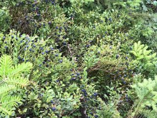 Good morning, I am selling a forest blueberry, freshly