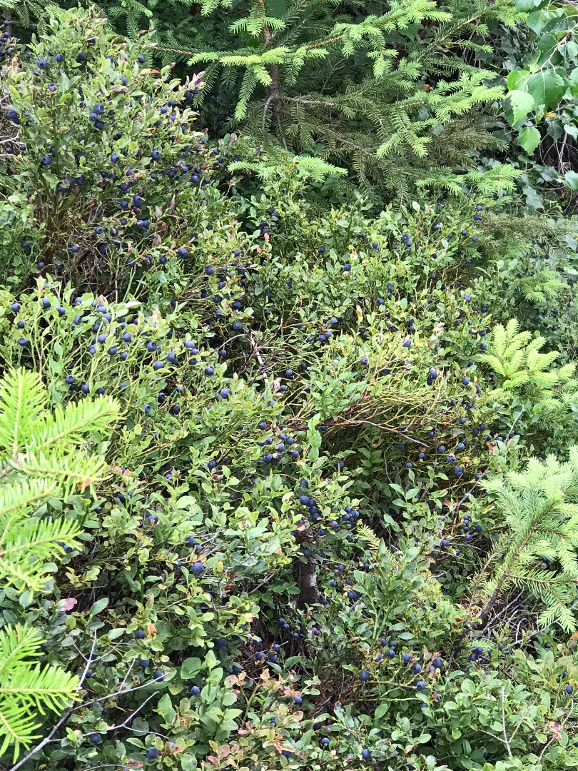 Good morning, I am selling a forest blueberry, freshly picked