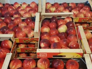 Good morning. I will sell nectarines of various varieties.