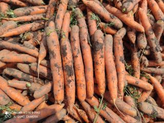 I will sell young carrots, brushed or dirty, tir