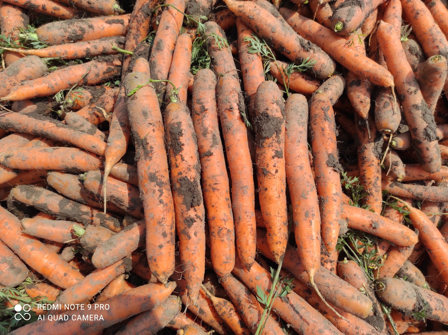 I will sell young carrots, brushed or dirty, tir quantities and smaller