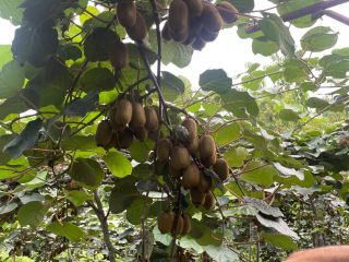 We produce Kiwi in Iran, about 500 tons, we