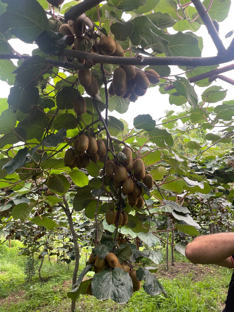 We produce Kiwi in Iran, about 500 tons, we guarantee Kiwi without any hormones and toxic substances in general