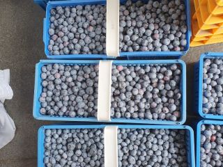 I will sell organic blueberry