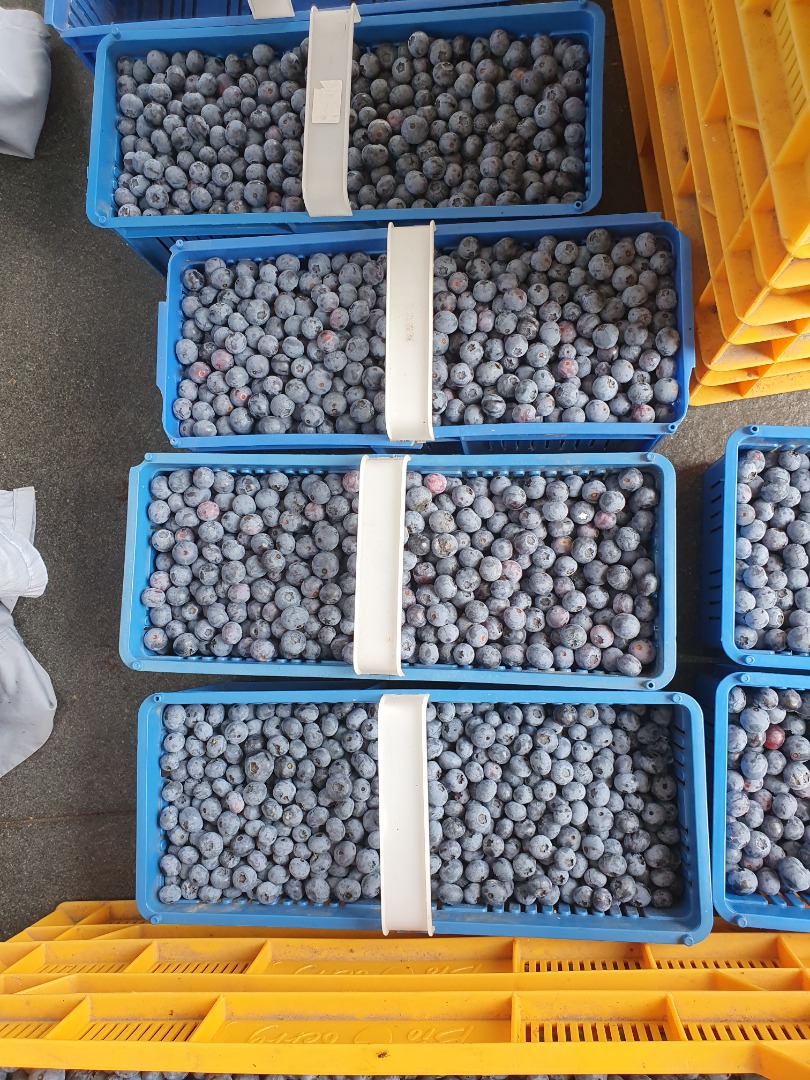 I will sell organic blueberry
