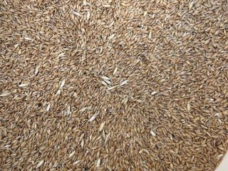 I am selling einkorn wheat 6 tons, shelled, own