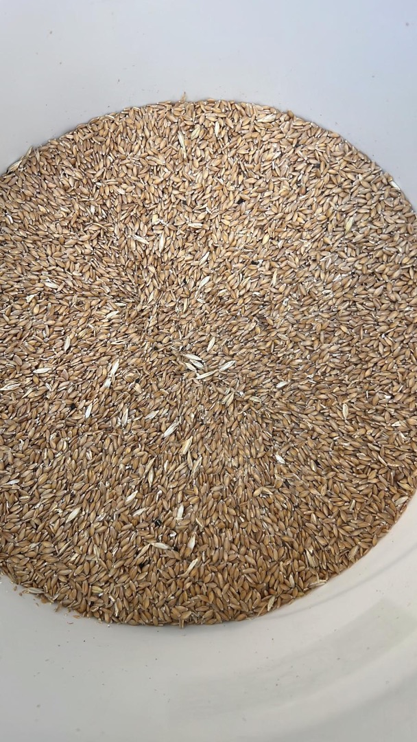 I am selling einkorn wheat 6 tons, shelled, own production without fertilizers and chemical agents