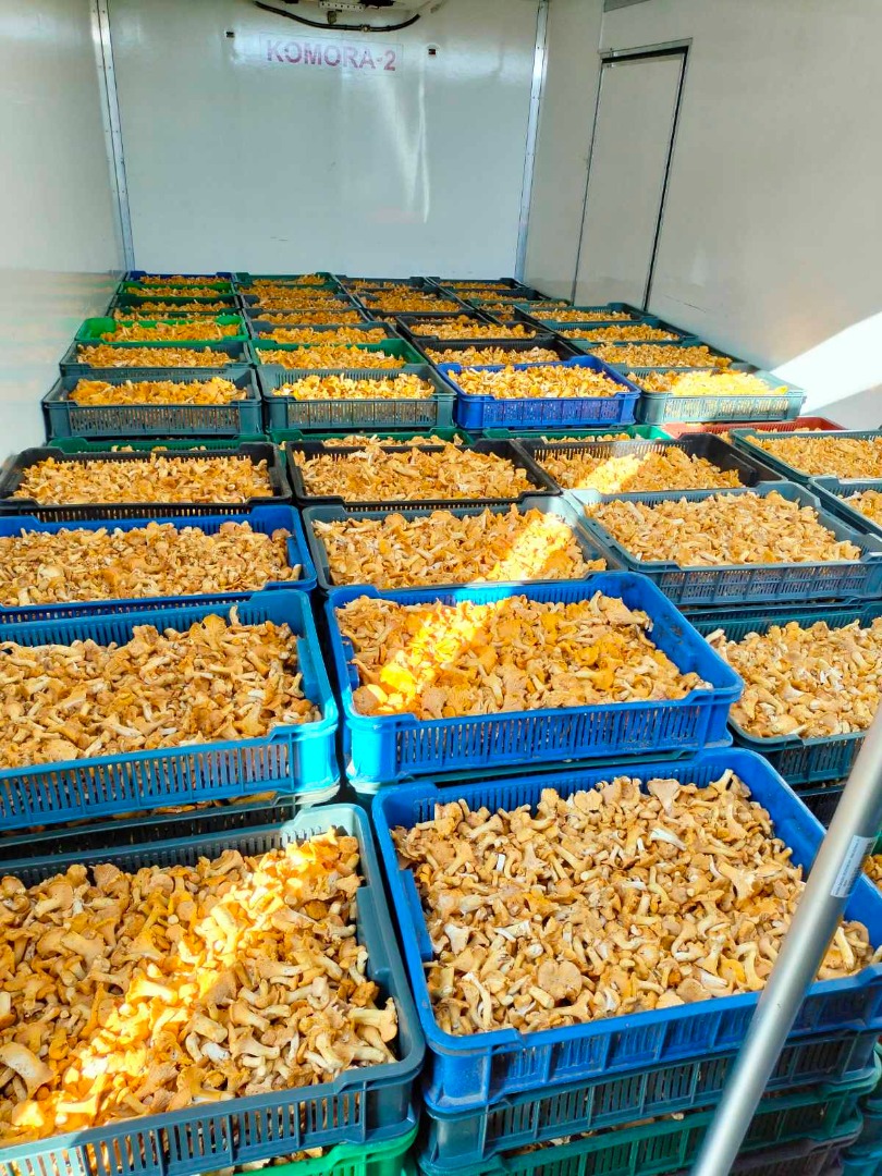A company from Ukraine is engaged in the sale of forest products to EU countries