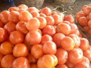 We are well established tomatoes producers.Our products are purely