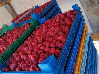 High quality raspberry variety Heritage. Possible sale in fresh