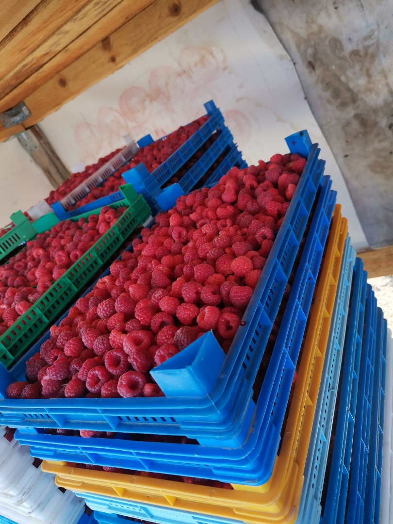 High quality raspberry variety Heritage