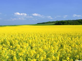 The farm specializes in the cultivation of niche plants:
