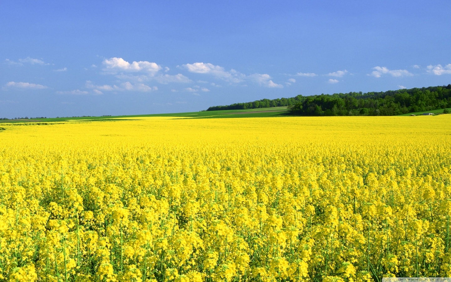 The farm specializes in the cultivation of niche plants: white and black mustard