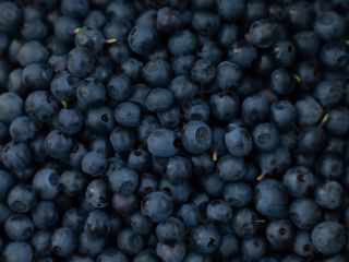 forest berries [blueberries] collected daily clean possible transport quantities