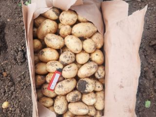 We offer new potatoes at a very low price.