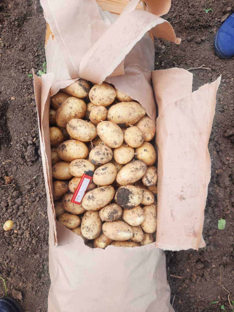 We offer new potatoes at a very low price