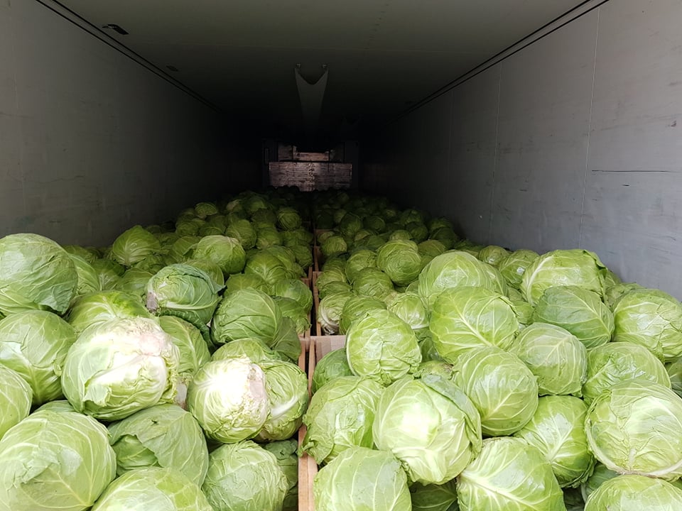 Buy Cabbage Season 2023 Origin: North Macedonia - All Documents required for EU countries Contact on Whatapp/Viber: +[phone number] - Riste website