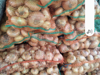 Onions are sorted in 10 kg bags, calibrated, caliber