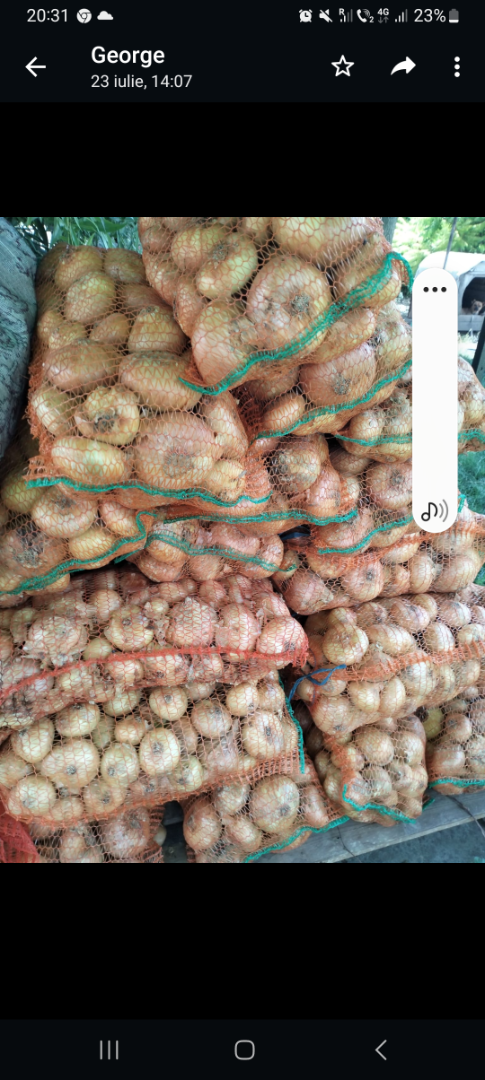 Onions are sorted in 10 kg bags, calibrated, caliber +50