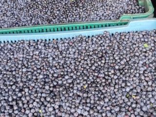 I will sell wholesale quantities of fresh pure forest