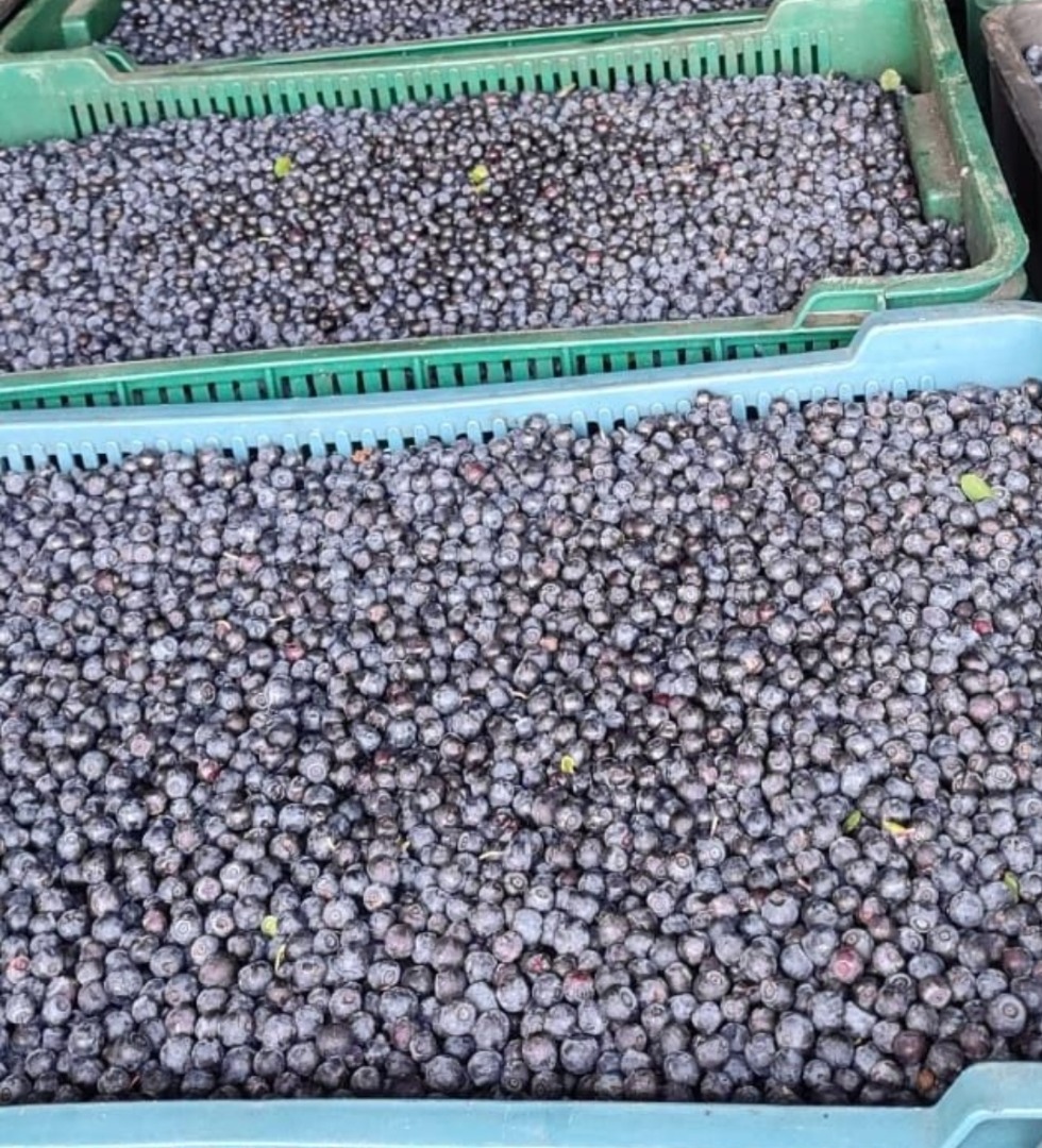 I will sell wholesale quantities of fresh pure forest blueberry Price to be determined by