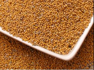 The main direction of our work is cultivation of
