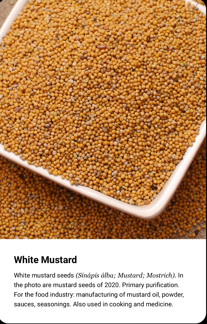 The main direction of our work is cultivation of oilseeds, seed farming