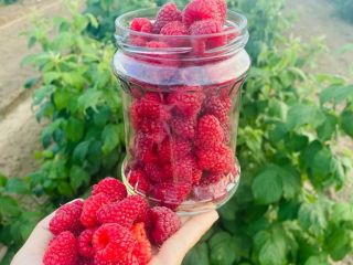 Ecological raspberry "Polna" The raspberry harvest begins around August