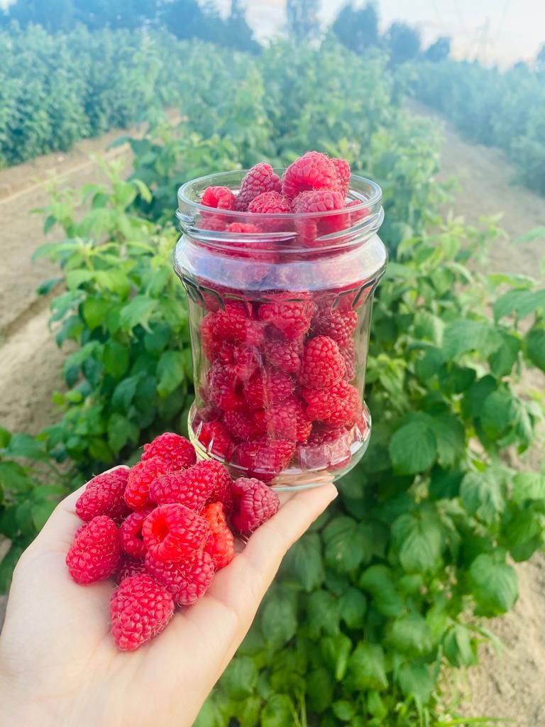 Ecological raspberry "Polna" The raspberry harvest begins around August 15 and lasts until mid-October
