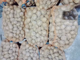 Hello, I have young potatoes for sale, Vineta variety,