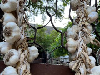 I am selling local autumn garlic "Bosut" both for