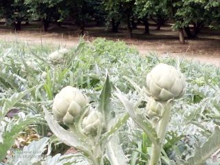I will sell artichoke produced in Poland.