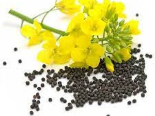 Hello, our agrocompany RUSBEK AGRICO UKR sell our rapeseed