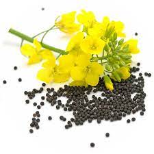 Hello, our agrocompany RUSBEK AGRICO UKR sell our rapeseed of excellent quality