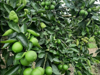 I will sell Tahiti Limes Grade 1 straight from