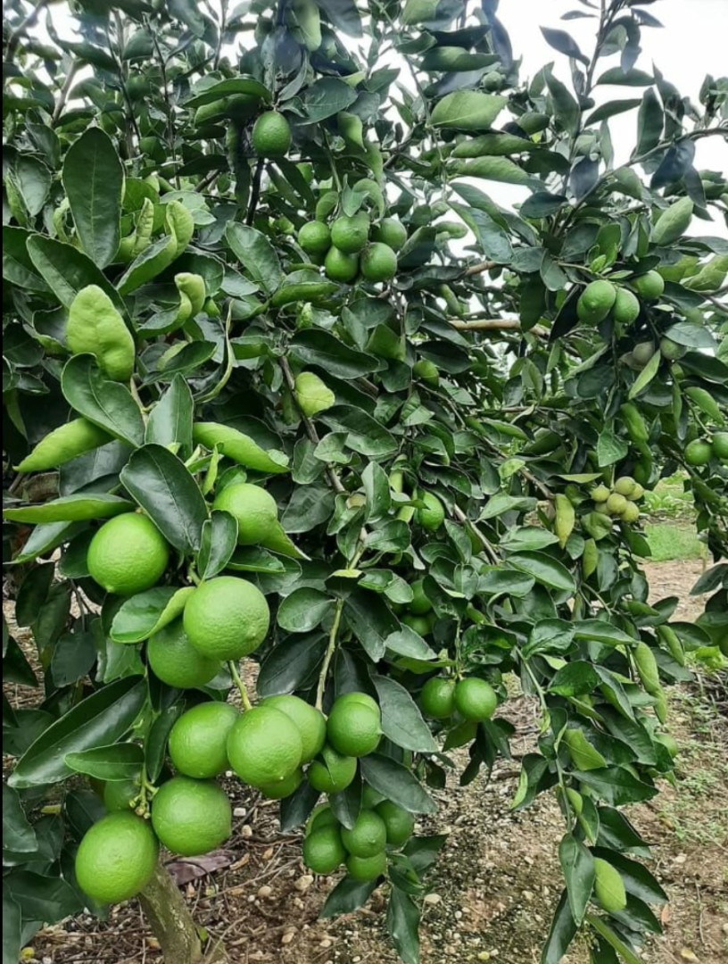 I will sell Tahiti Limes Grade 1 straight from the producer
