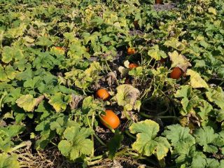 Halloween pumpkins for sale. We have various sizes: 2-4