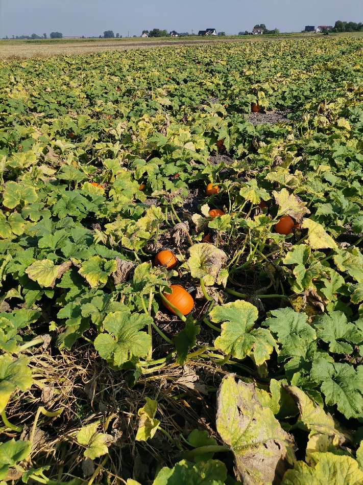 Halloween pumpkins for sale