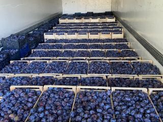 I will sell a plum, variety Lipotyk. 60 tons