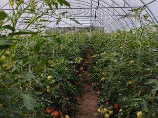 Raspberry tomatoes for sale Price negotiable Rwane to order
